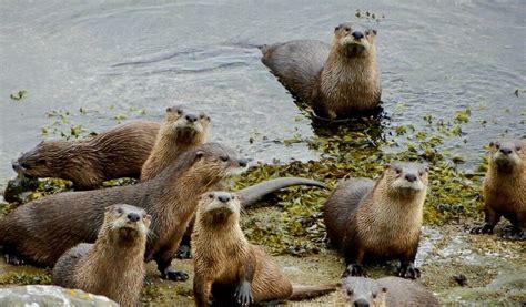 North American River Otter Facts — SeaDoc Society