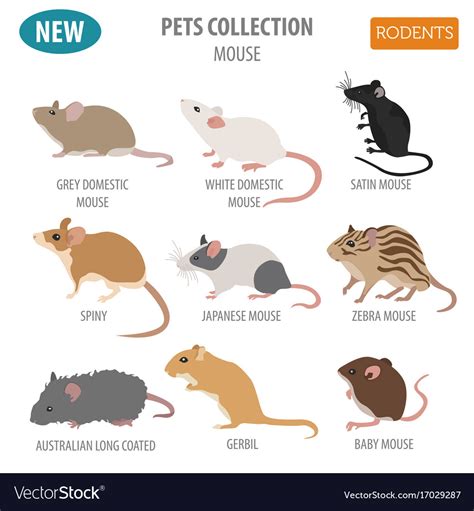 Mice breeds icon set flat style isolated on white Vector Image