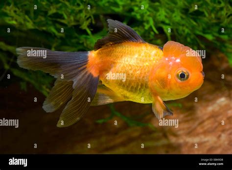 Goldfish, Common carp, Lionhead Goldfish (Carassius auratus), breeding form Lionhead black and ...