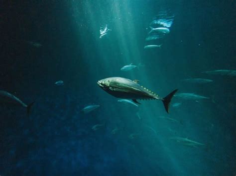 Bluefin Tuna: Why Is It Endangered?