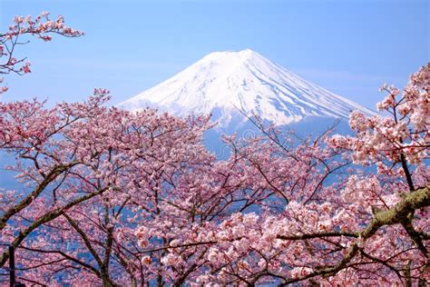 Mt Fuji and Cherry Blossom in Japan Spring Season & X28;Japanese Cal Stock Image - Image of ...