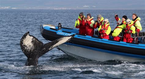 Gentle Giants – Húsavík Cape Hotel