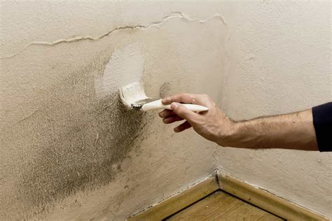 Painting over Mold won’t Fix the Problem! | Right Track Painting ...