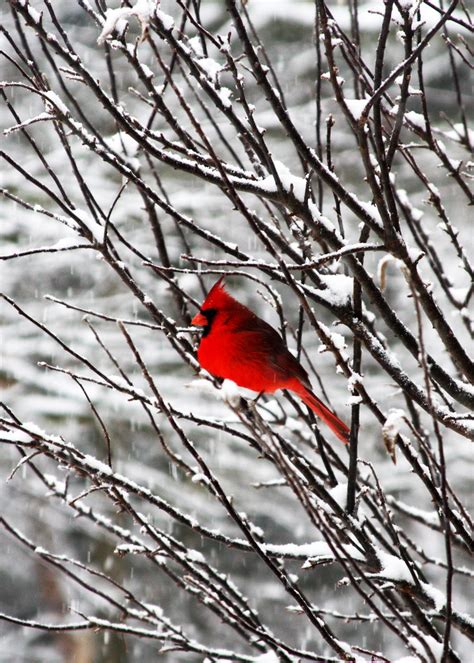 Cardinal | Sitting in a tree on a snowy day | Laura Anderson | Flickr