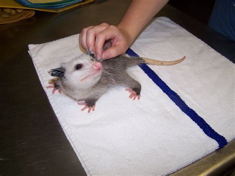 Bay Beach Wildlife Sanctuary: Opossums are cute!