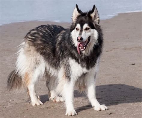 The 5 Best Alaskan Malamute Mixes: (2024 Update) – My Happy Husky