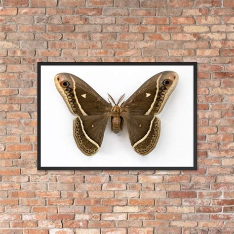 Vintage Moth Print Moth Poster Moth Art Vintage Entomology - Etsy UK