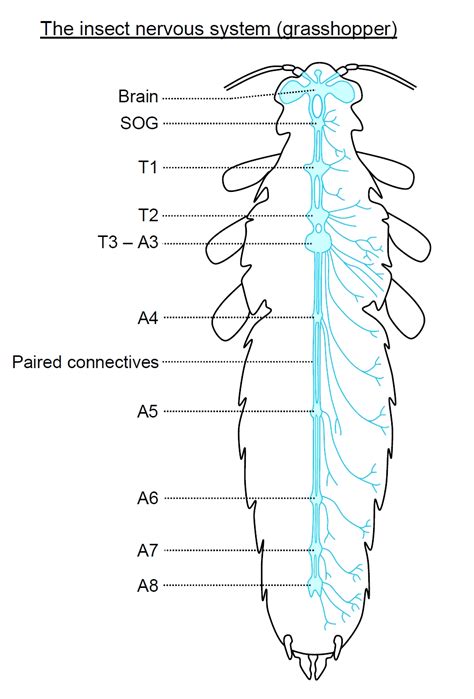 The Insect Nervous System