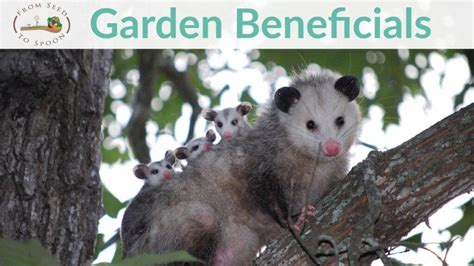 Critters: How Opossums (Possums) are Beneficial Garden Helpers! – From Seed to Spoon Vegetable ...