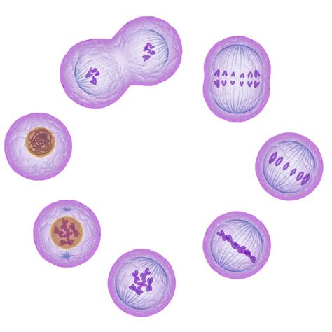 Understand the Stages of Mitosis and Cell Division