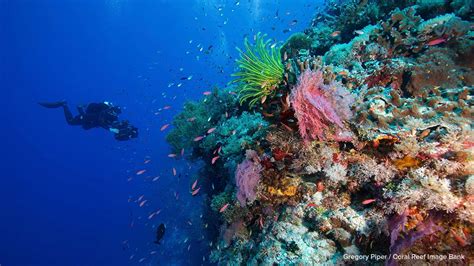 How To Be a Responsible Underwater Photographer - Sustainable Travel International