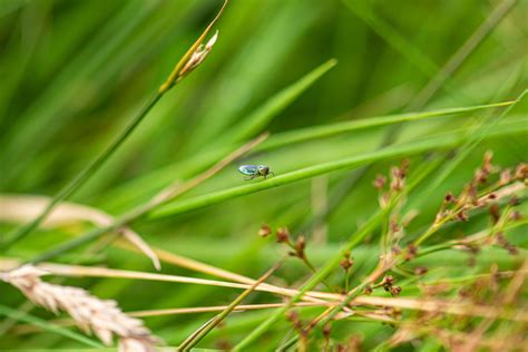 Best Practice Guides - Farming for Nature