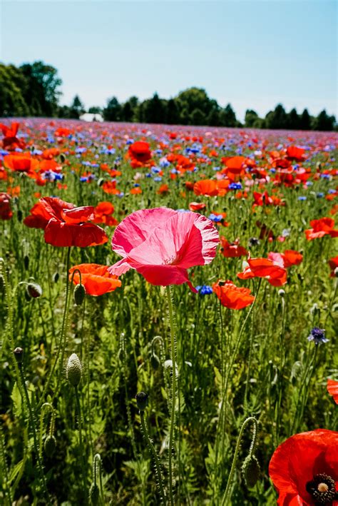 Poppy Field in Fennville, Michigan - WELL PLANNED ADVENTURES