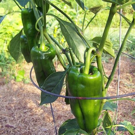 21 Types of Bell Pepper Varieties | Balcony Garden Web