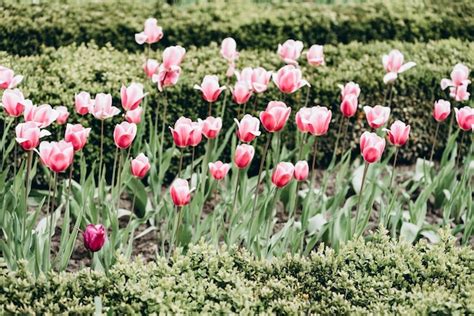 Premium Photo | A row of pink and white tulips in a garden.