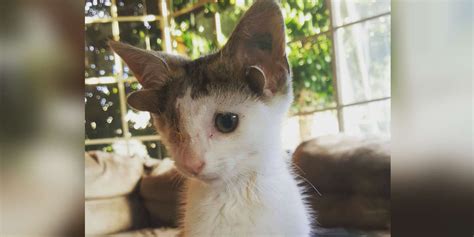 Rare Kitten Born With Four Ears Finds Family In Australia To Love Him - The Dodo