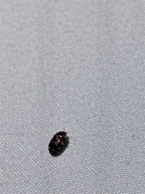 carpet beetle? found this on my bed : r/carpetbeetles