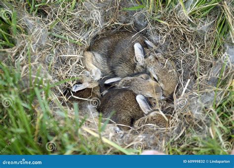 Wild Baby Bunnies in a Nest Stock Photo - Image of hollow, home: 60999832