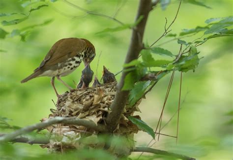 wood thrush nest | Roads End Naturalist