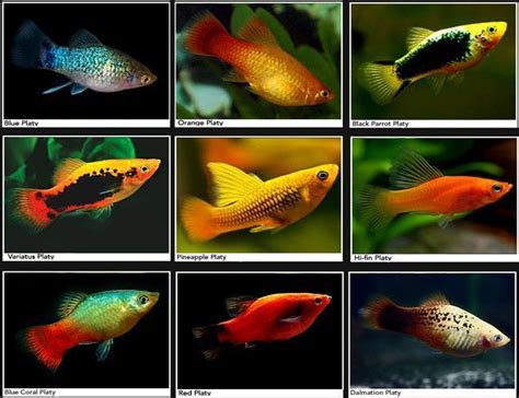 Assorted Platy Aquarium Fish | Arizona Aquatic Gardens