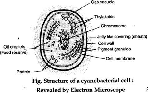 Draw a well labelled diagram to show E.M. view of a cyanobacterial cell - CBSE Class 11 Biology ...