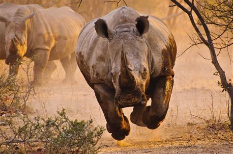 rhino, Nature, Animals Wallpapers HD / Desktop and Mobile Backgrounds