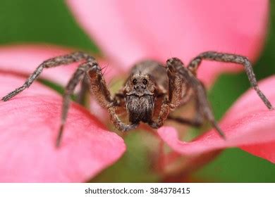 Wolf Spider Natural Habitat Stock Photo 384378415 | Shutterstock