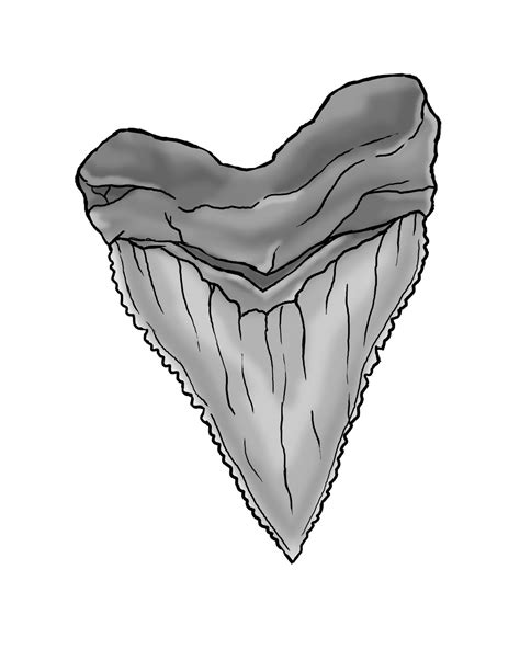 Shark Tooth Clipart | Free download on ClipArtMag