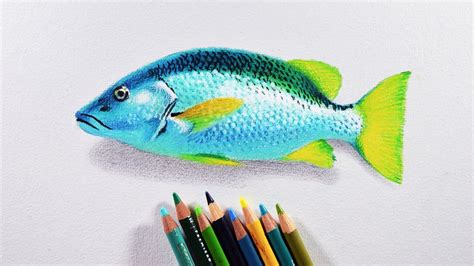 Realistic Pencil Realistic Fish Drawing Easy - pic-connect