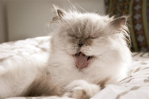 What's the Average Persian Cat Lifespan? It Depends. | PawTracks