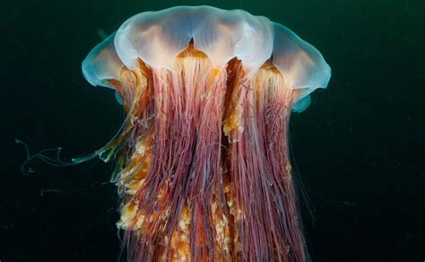 18 Lion Mane Jellyfish Facts - Facts.net