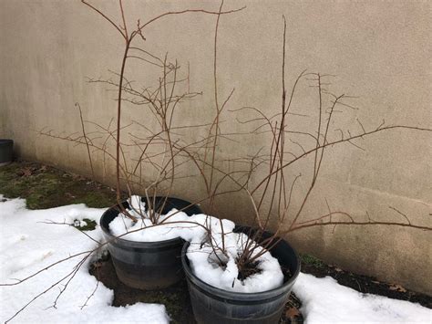 Help in pruning blueberry plants. I have two blueberry plants since three years. I have never ...