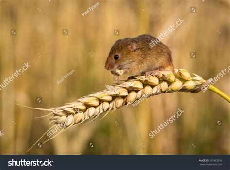 Harvest Mouse Eating Corn Stock Photo 301463336 - Shutterstock