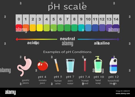 scale of ph value for acid and alkaline solutions, infographic acid ...