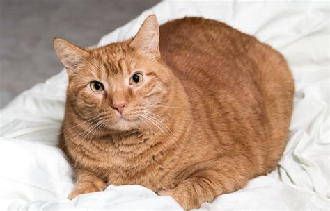 Short-Haired, Orange Tabby Cat on a Fluffy White Blanket - Texas A&M ...