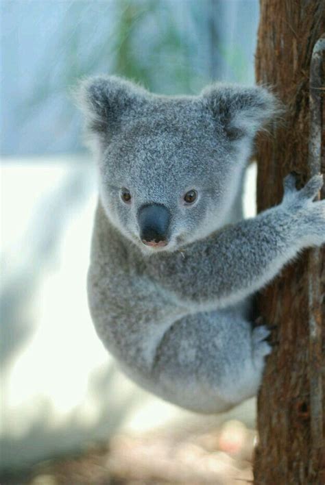 56 best Australia's Cute Animals: Koalas images on Pinterest | Koala bears, Koalas and Wild animals