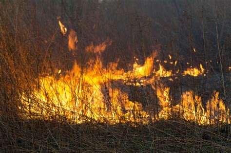 Grass Fire Stock Photo - Download Image Now - iStock