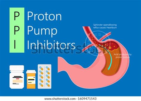 Proton pump inhibitors: 240 billeder, stock-fotos og -vektorer | Shutterstock