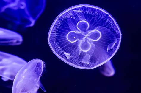 Moon Jellyfish Facts For Kids | Kids Matttroy