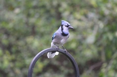 How To Distinguish A Female Blue Jay Bird From A Male - Science Trends