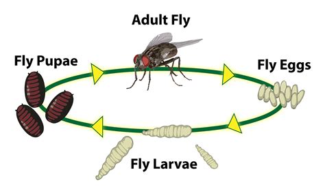 Life Cycle Of A Fly Diagram