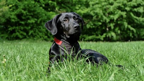 Black Labrador Retriever Lying on Grasses · Free Stock Photo