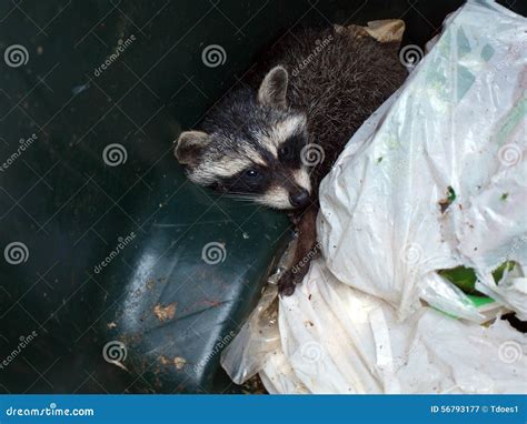 Raccoon In Trash Stock Photo - Image: 56793177