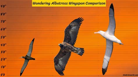 Wandering Albatross Wingspan: Comparing With Others?