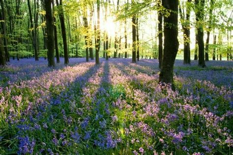 Summer field | Beautiful gardens, Forest flowers, Beautiful forest