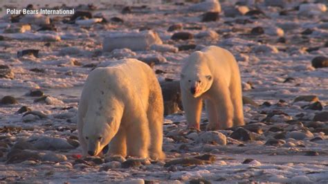 Video Polar bears’ changing habitat shows impacts of climate change - ABC News