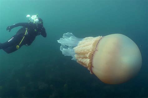 Giant Jellyfish Captured on Video Is Larger Than Divers Who Spotted It