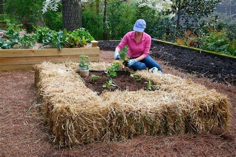 Hay bale garden – 21 | Grow Green Food