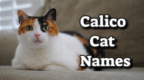 200+ Best Calico Cat Names With Meanings - Petmoo