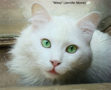 White Cats, Eye Colours and Deafness